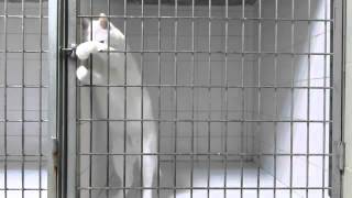 Cat Escapes His Cage at Veterinary Clinic in Marseille