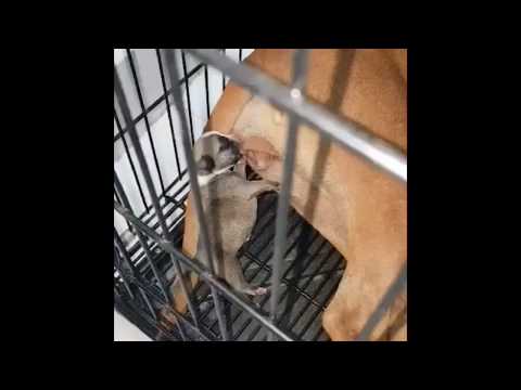 The best funny puppies dogs 2020
