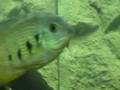 petite video de mon 600 litres