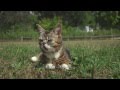 Lil BUB Goes to the Park