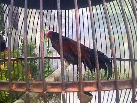 ayam bekisar rajin berkokok - YouTube