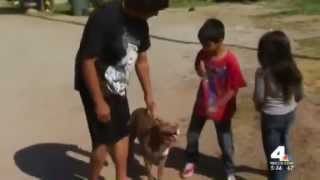 Dog Calmly Playing With Kids After Cop Shoots Himself Trying To Kill it