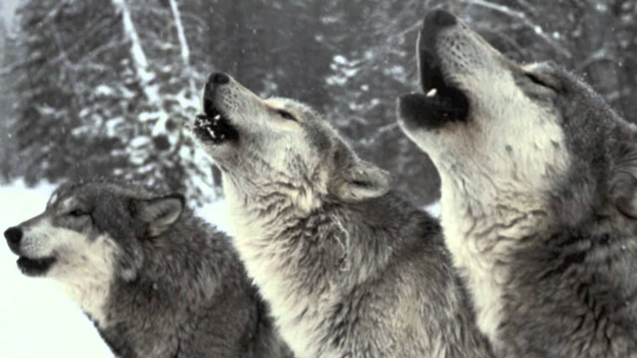 Wolf Pack Howling - SOUND ONLY! - YouTube