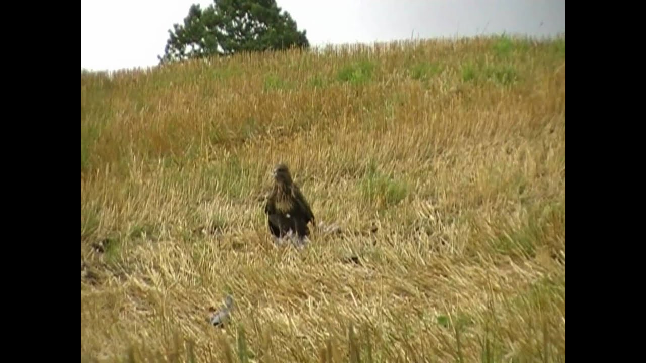 Pigeon+Hunting+With+Air+Rifle Pigeon Hunting With Air Rifle http://www.youtube.com/watch?v ...