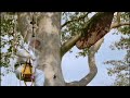 Giant honey bees - Life in the Undergrowth - BBC Attenborough