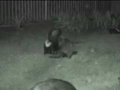 Skunk vs Raccoon - YouTube