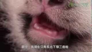 圓仔萌牙了 The Giant Panda Cub Start to Grow Teeth