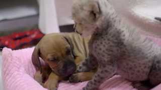 Baby Cheetah Cub Meets Puppy Companion