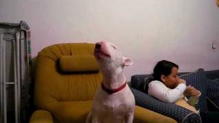 BULL TERRIER LLORANDO