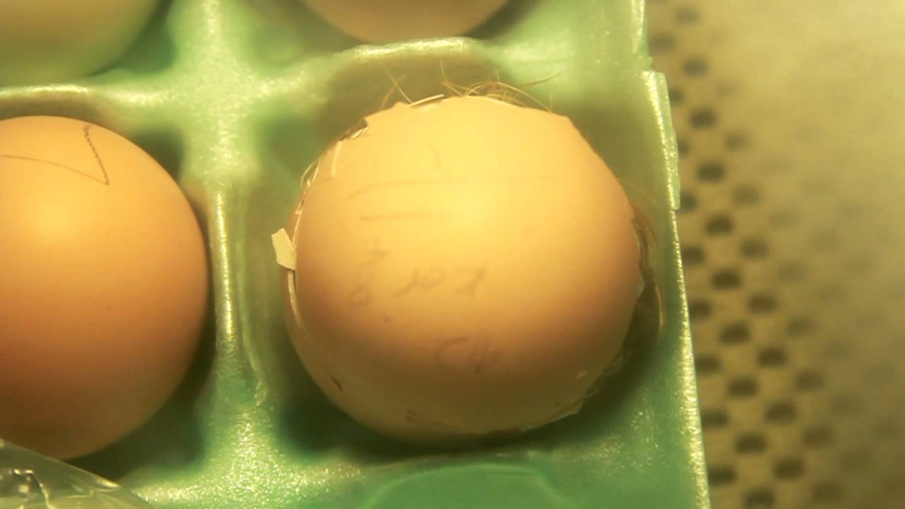 Chicken egg hatching - YouTube