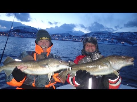 Cod and Halibut fishing at Skjervoy Norway