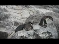 1 - Oops! Bully Penguin Pushes Friend