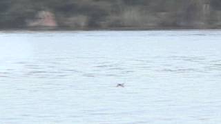 Fish catches bird in flight