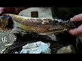 How to Cook Fish in a Survival Situation by Equip 2 Endure