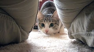 股猫 - Ohagi Gets Stuck!  -