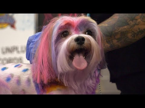 Color and controversy abound in art of creative dog grooming | Nightline
