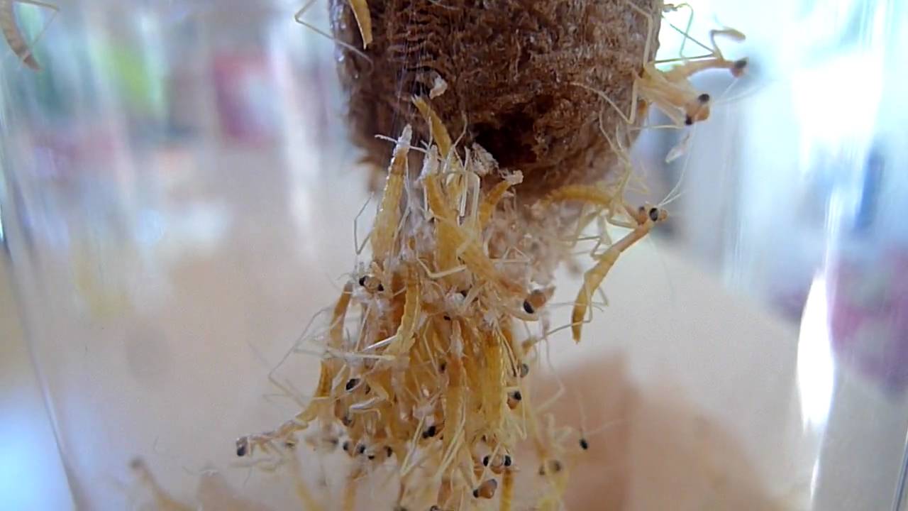 Praying mantis egg hatching - YouTube