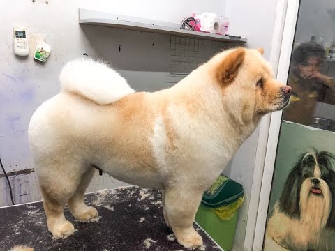 Cute Chow Chow - grooming chow chow's hair full #Dogsgrooming