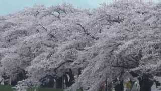 2014年4月28日　角館の桜開花状況-9