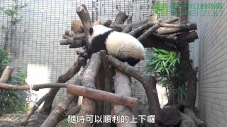 圓仔爬上二樓 Yuan Zai Climbs Up the Perch by Herself