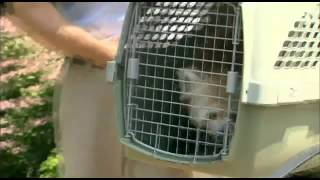 Rusty the red panda captured after escape