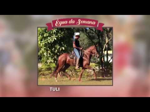 ÉGUA DA SEMANA - TULIPA DO ALAMANDA - MANGALARGA MARCHADOR
