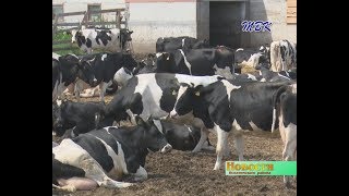 В одном из хозяйств Искитимского района коров решили оставить на зимне-стойловом содержании
