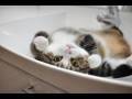 まるです2。-I am Maru 2.-