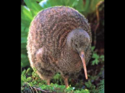 kiwi - animal no fruta - YouTube