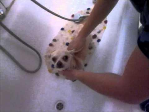 Aïko prend son bain - Chihuahua - YouTube