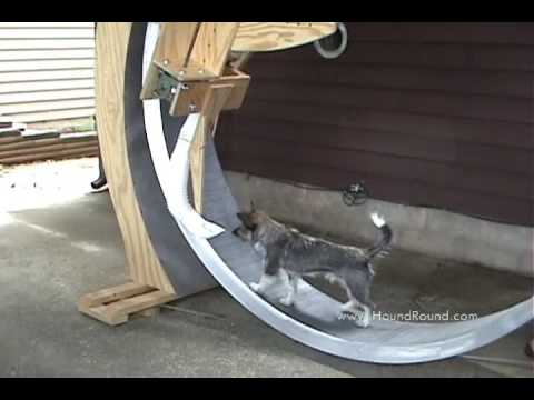 Giant Dog Exercise Wheel with Kibble Dispenser - YouTube