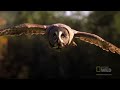 World's Deadliest - Super-Hearing Helps Owl Hunt