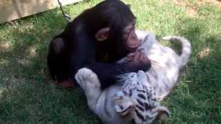 Baby Chimp, Tigers, and Wolf playing