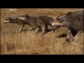 Prehistoric Hunters Dire Wolf