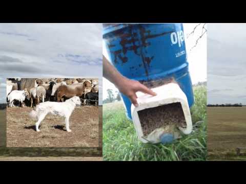 Feeding Maremma Guardian Dogs