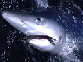 Sharking on the