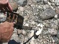 Metal Detectors For Gold & Gold Nugget Prospecting Metal Detecting Videos Finding Gold XV