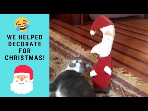 FUNNY CATS HELP DECORATE FOR CHRISTMAS | Cats Reaction to Christmas Decorations