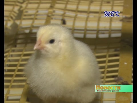 Качество продукции птицеводческого предприятия района признали за рубежом