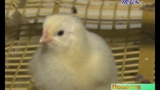 Качество продукции птицеводческого предприятия района признали за рубежом