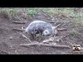 TRAPPING WEEK 2
