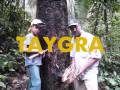 Baskets éthiques : TAYGRA, en Cuir Végétal d'Amazonie Brésilienne