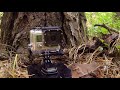 Incredibly Rare Siberian Tiger Release - GoPro Video of the Day