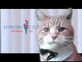 Keyboard Cat for President!
