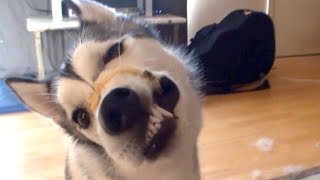 Wolfie, the Husky, Eats Everything!!!