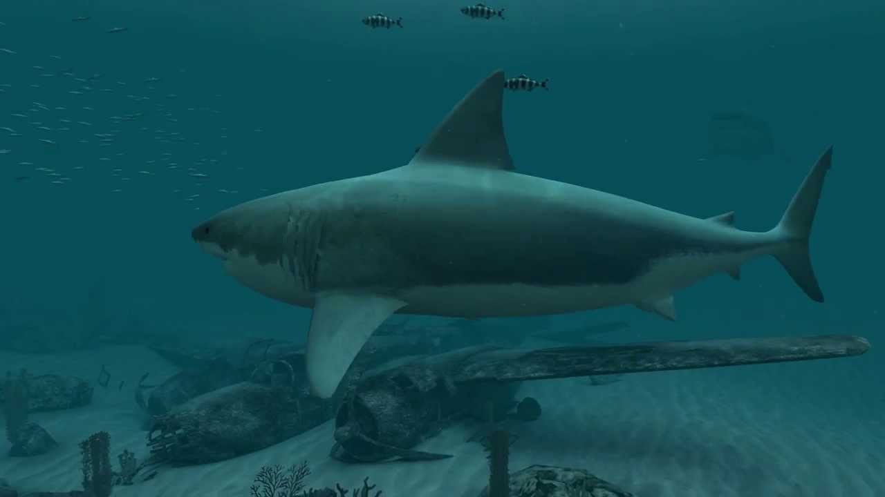 Sharks - Great White 3D Screensaver - YouTube