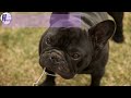 Dog Price List In India | Part - 4 | Price List | Hinglish Facts