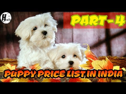 Dog Price List In India | Part - 4 | Price List | Hinglish Facts