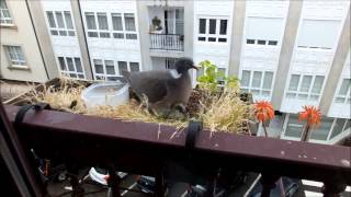 Nido de Paloma torcaz en la ventana. ¿Bonito verdad?