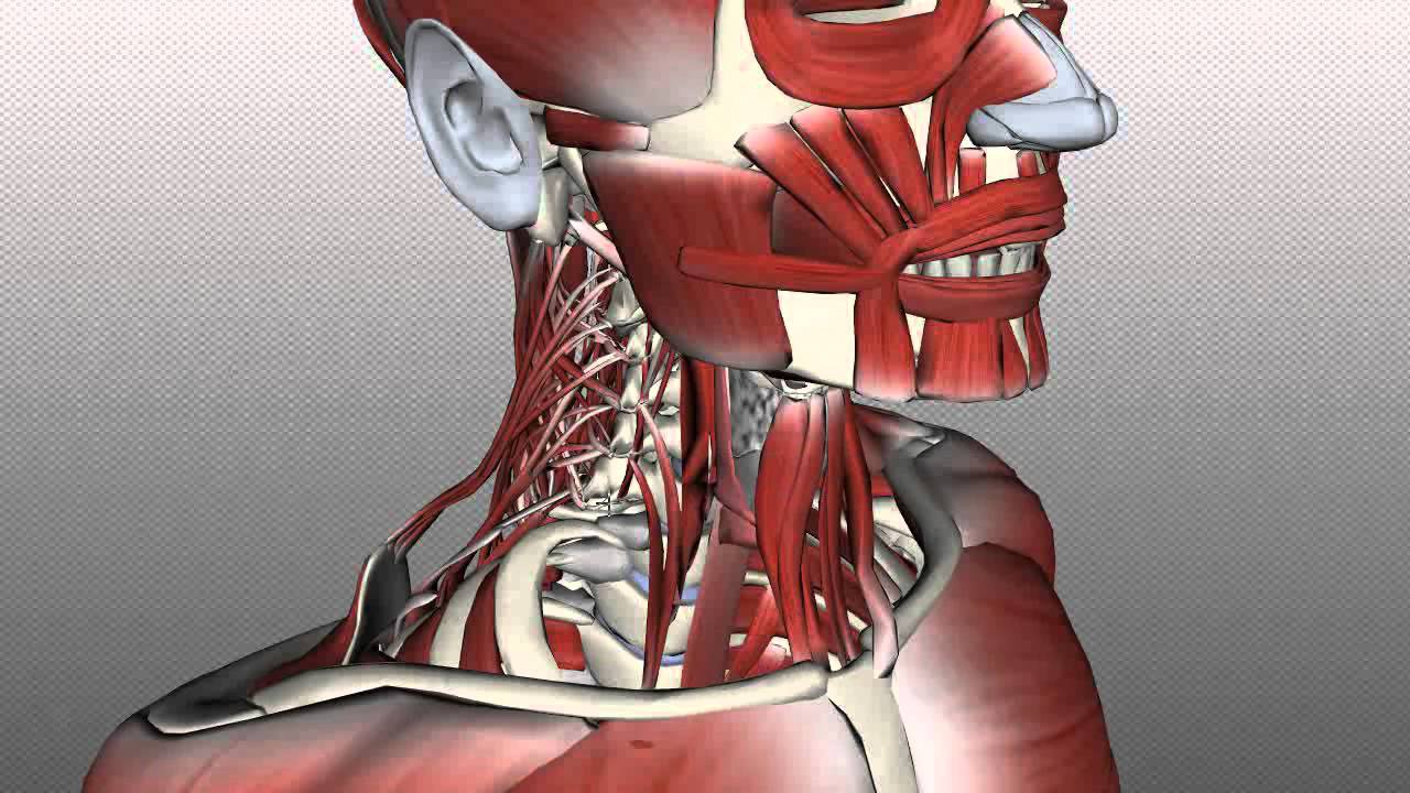 Neck Muscles Anatomy - Posterior Triangle, Prevertebral and Lateral